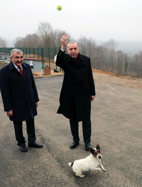 Cumhurbaşkanı Erdoğan'ın barınakta sevdiği Maylo isimli köpeği sahipleniyor