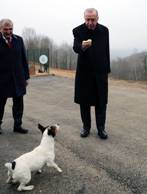 Cumhurbaşkanı Erdoğan'ın barınakta sevdiği Maylo isimli köpeği sahipleniyor