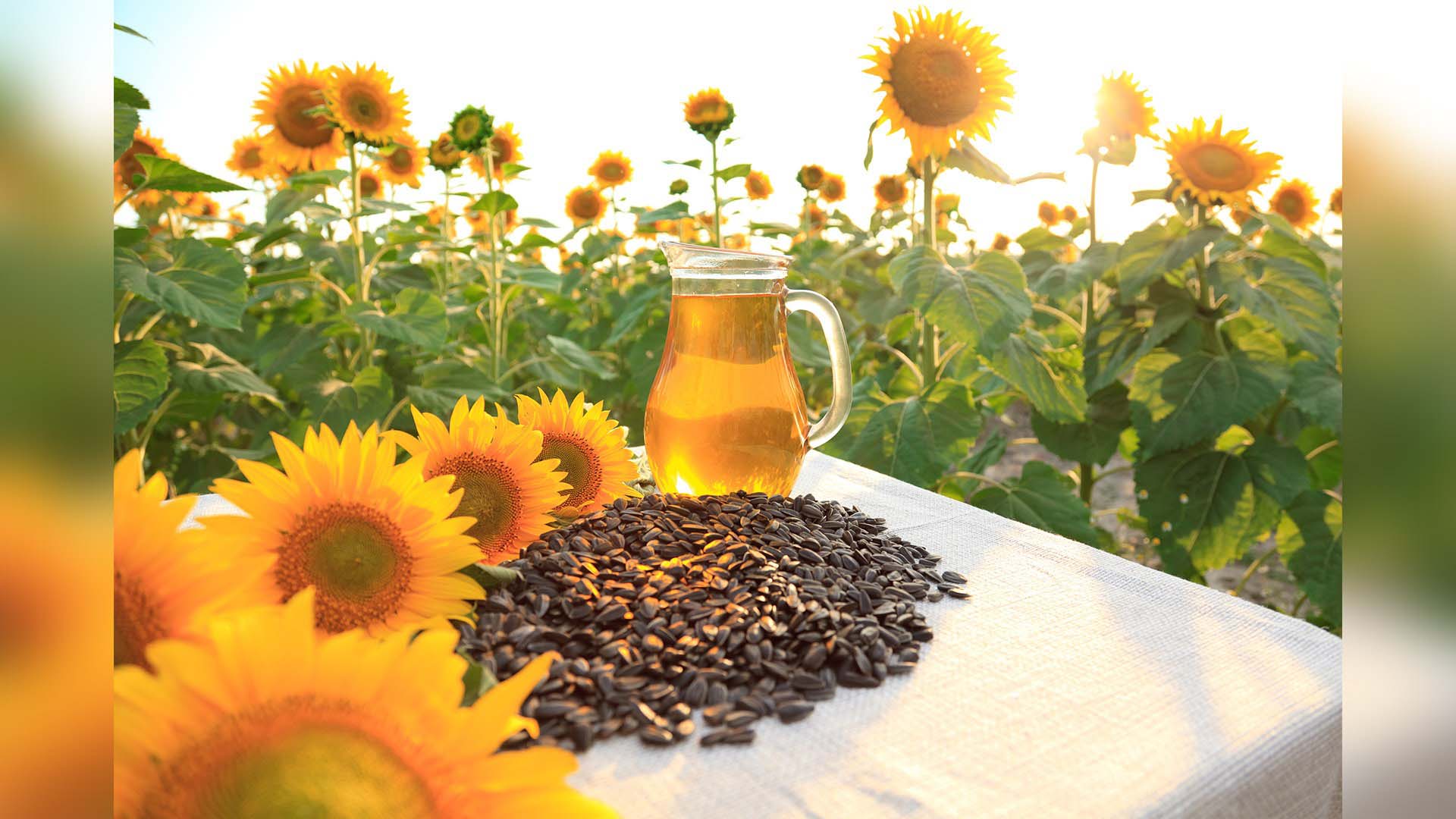 Zincir marketlerdeki ayçiçek yağı fiyatları belli oldu! Yine zam gelince fiyatlar el yaktı! ( A-101, ŞOK, BİM, CarrefourSa ve MİGROS güncel ayçiçek yağı fiyatları) 