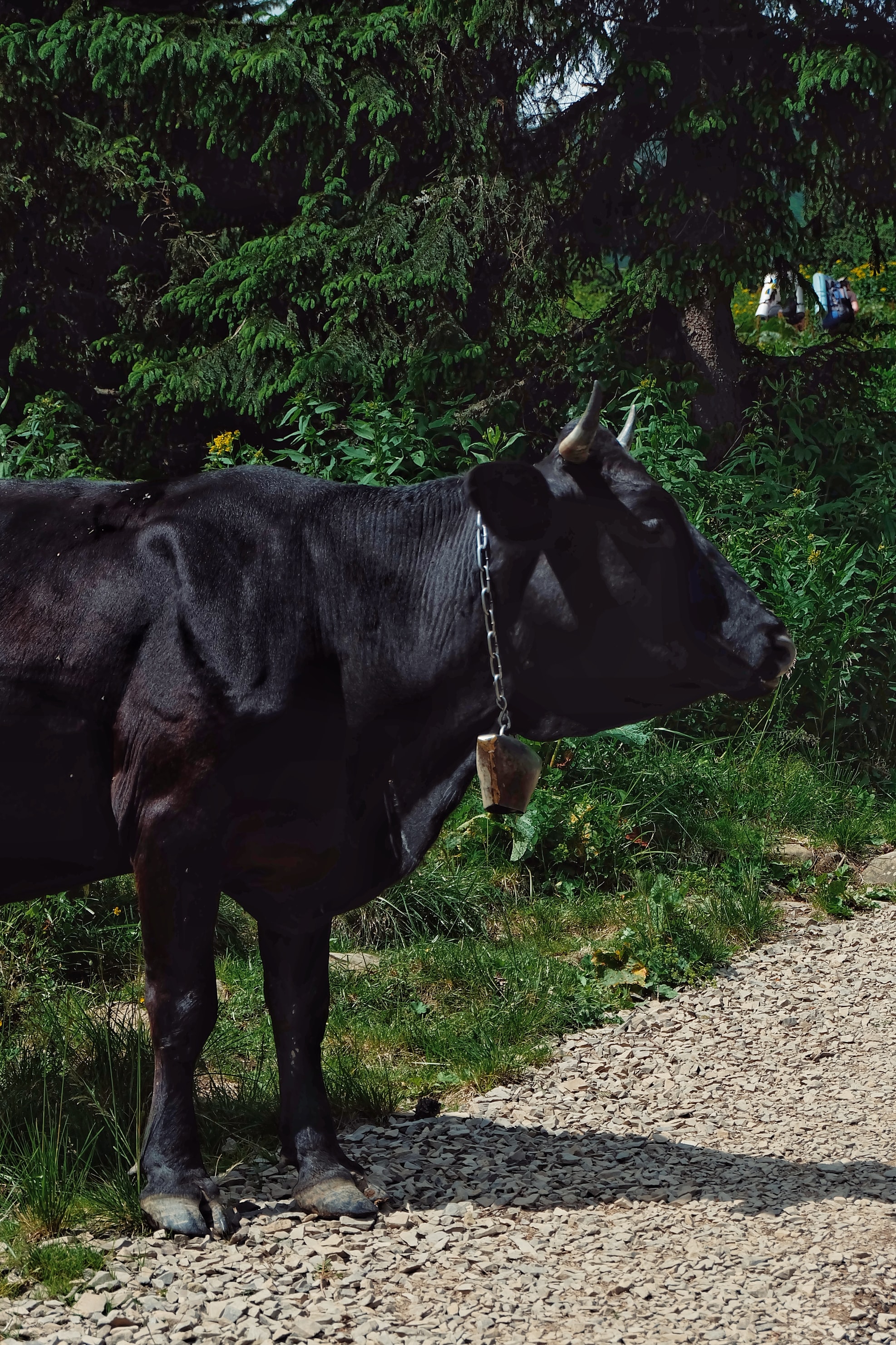 Rüyada Siyah İnek Görmek