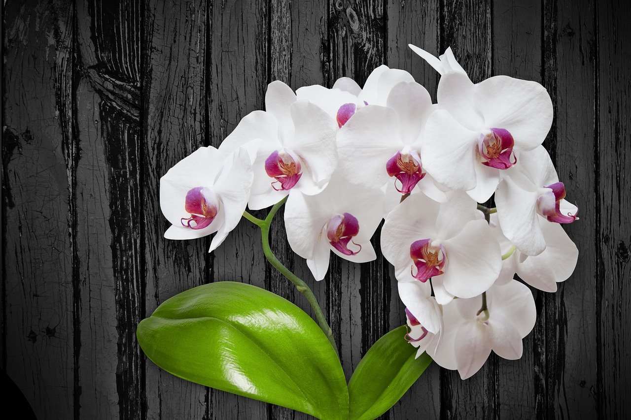 Orkide bakımı nasıl yapılır? Evde orkide bakımında nelere dikkat edilmelidir? 