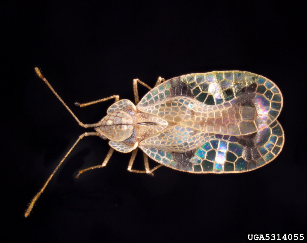Dantel Böceği nedir? Minik Dantel Böceği ile nasıl başa çıkılır, nasıl yok edilir?