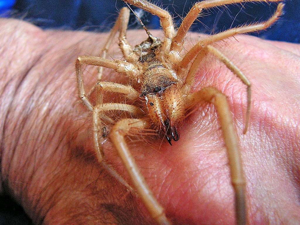 Sarıkız örümceği nedir? Sarıkız örümceği zararlı mıdır? Tedavisi var mıdır?