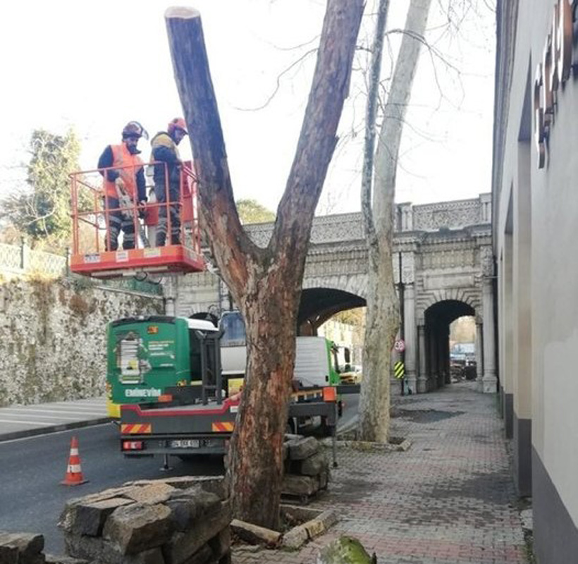 İBB'nin ağaç yalanı ortaya çıktı, izin bile almamışlar! Taksim'de 3 ağaç için ortalığı ayağa kaldıranlar ise suspus!