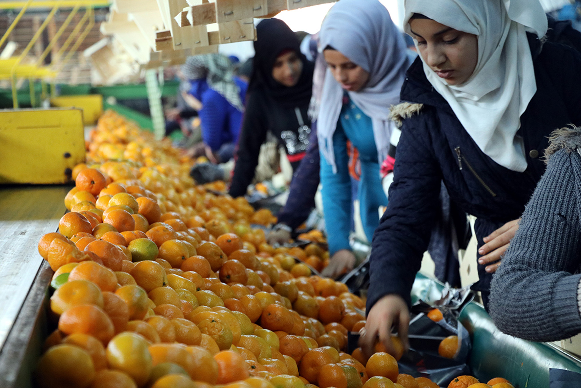 Ramazan öncesi meyve ve sebzeye zam geliyor! Türkiye Halciler Federasyonu Başkanı açıkladı
