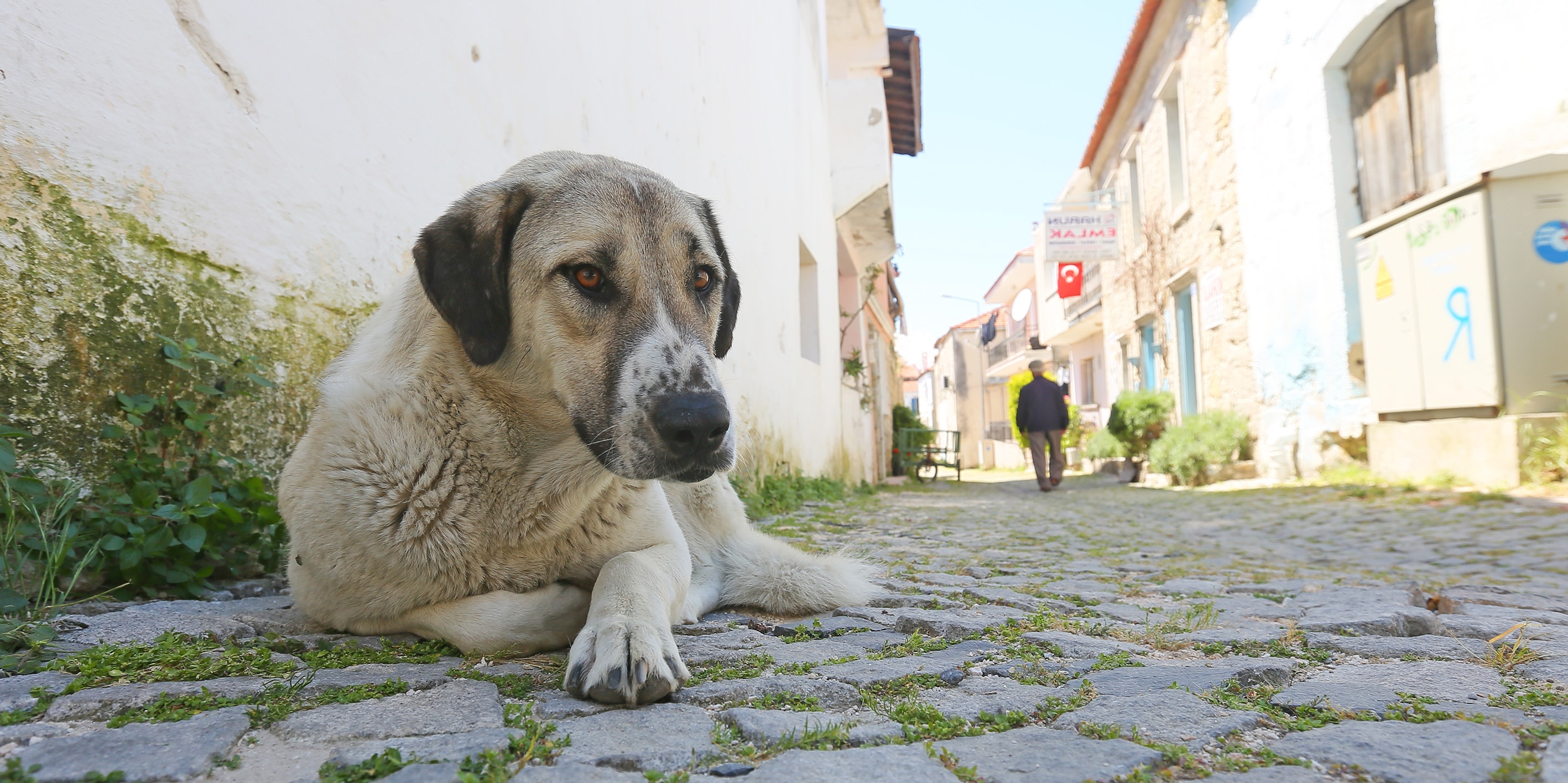 Vicdan yoksunu şahıslar 20 cana kıydı! Denizli'de kedi ve köpekler zehirlenerek öldürüldü!