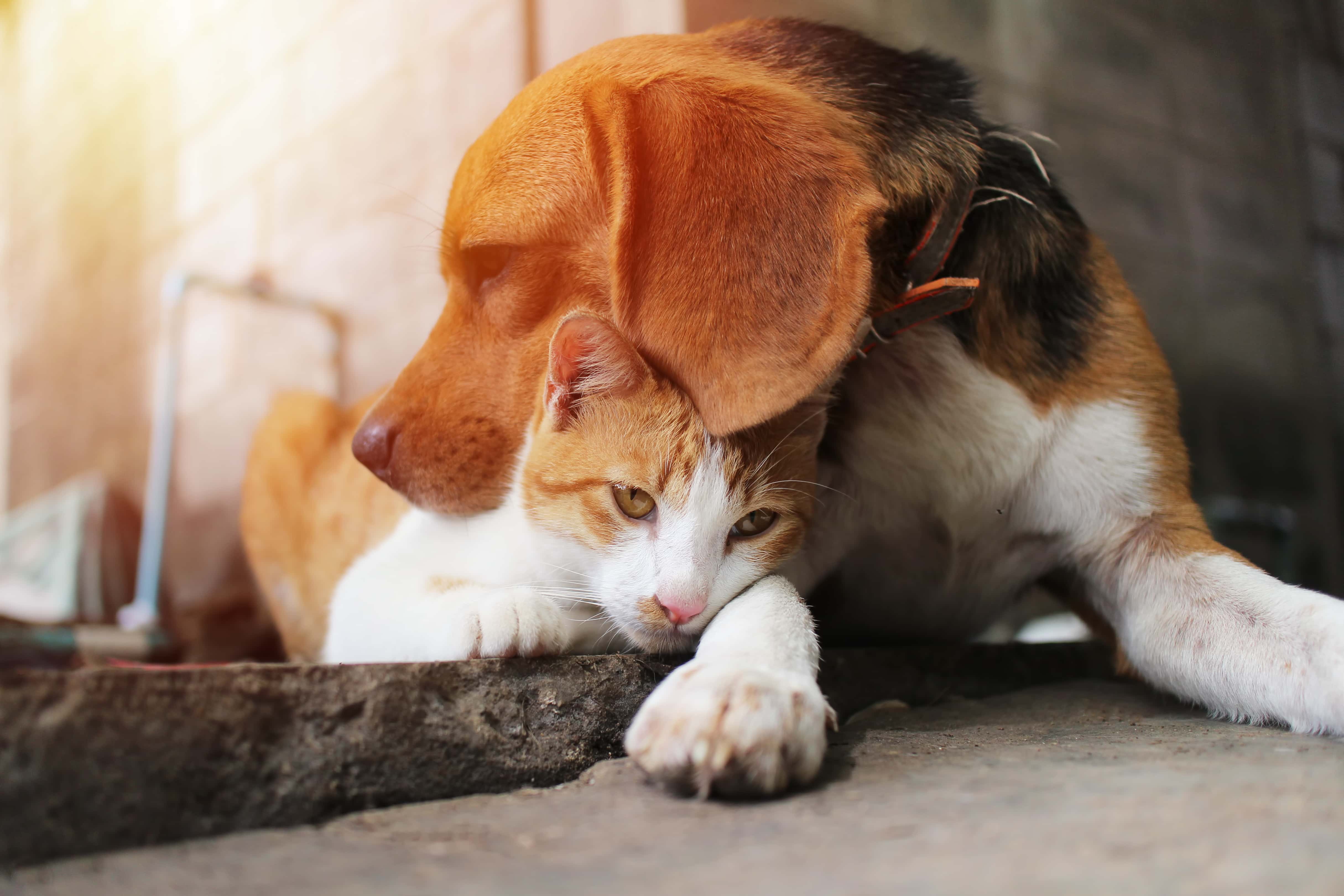 Vicdan yoksunu şahıslar 20 cana kıydı! Denizli'de kedi ve köpekler zehirlenerek öldürüldü!