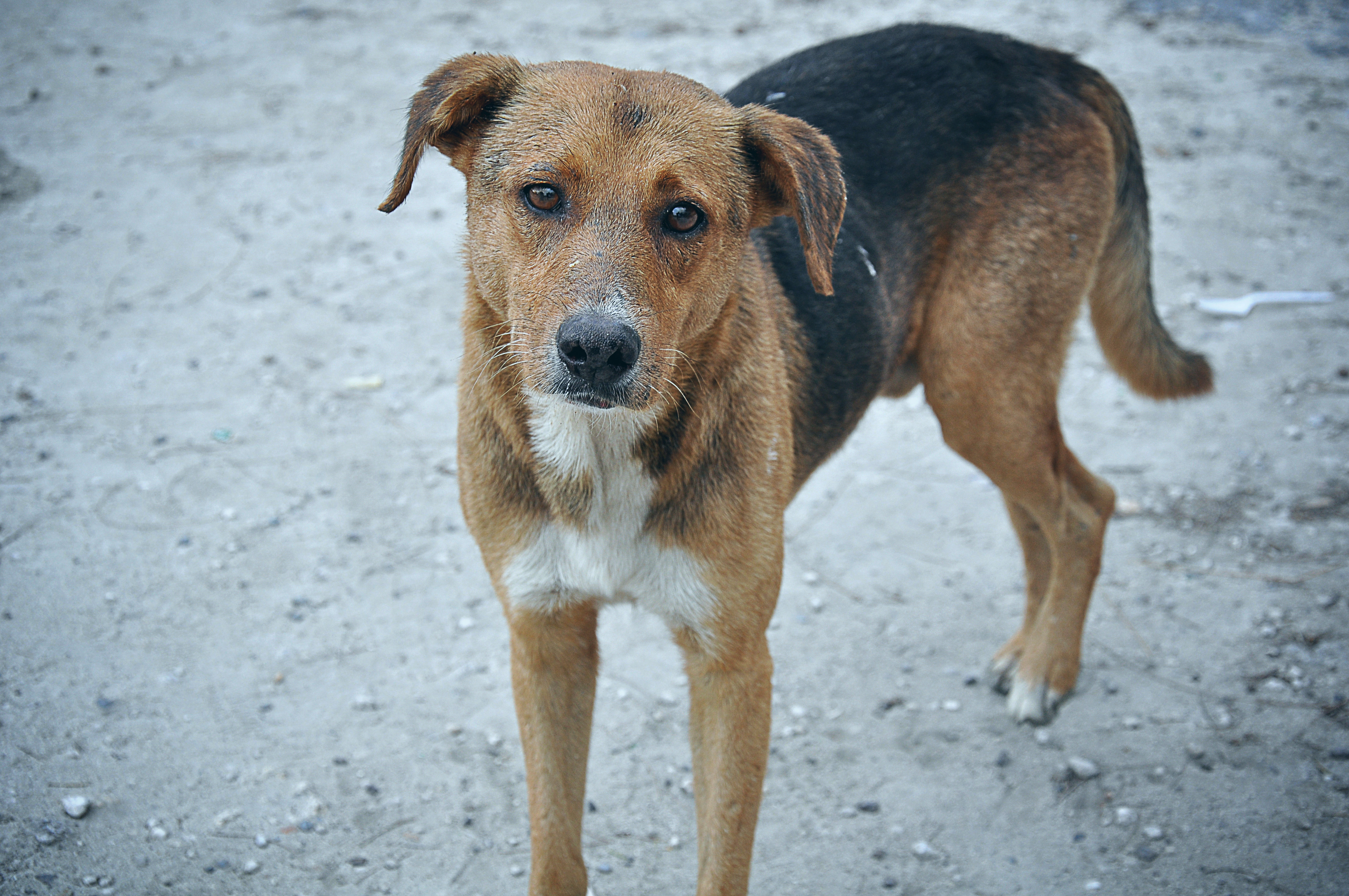 Vicdan yoksunu şahıslar 20 cana kıydı! Denizli'de kedi ve köpekler zehirlenerek öldürüldü!