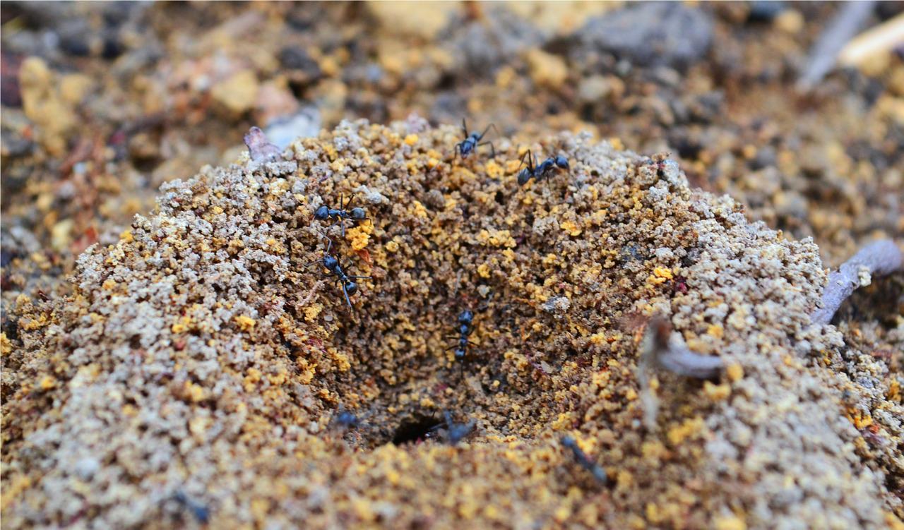 Hıdırellez duaları | Hıdırellez kim kutlar, Hıdırellez karınca toprağı nasıl yapılır 2022?