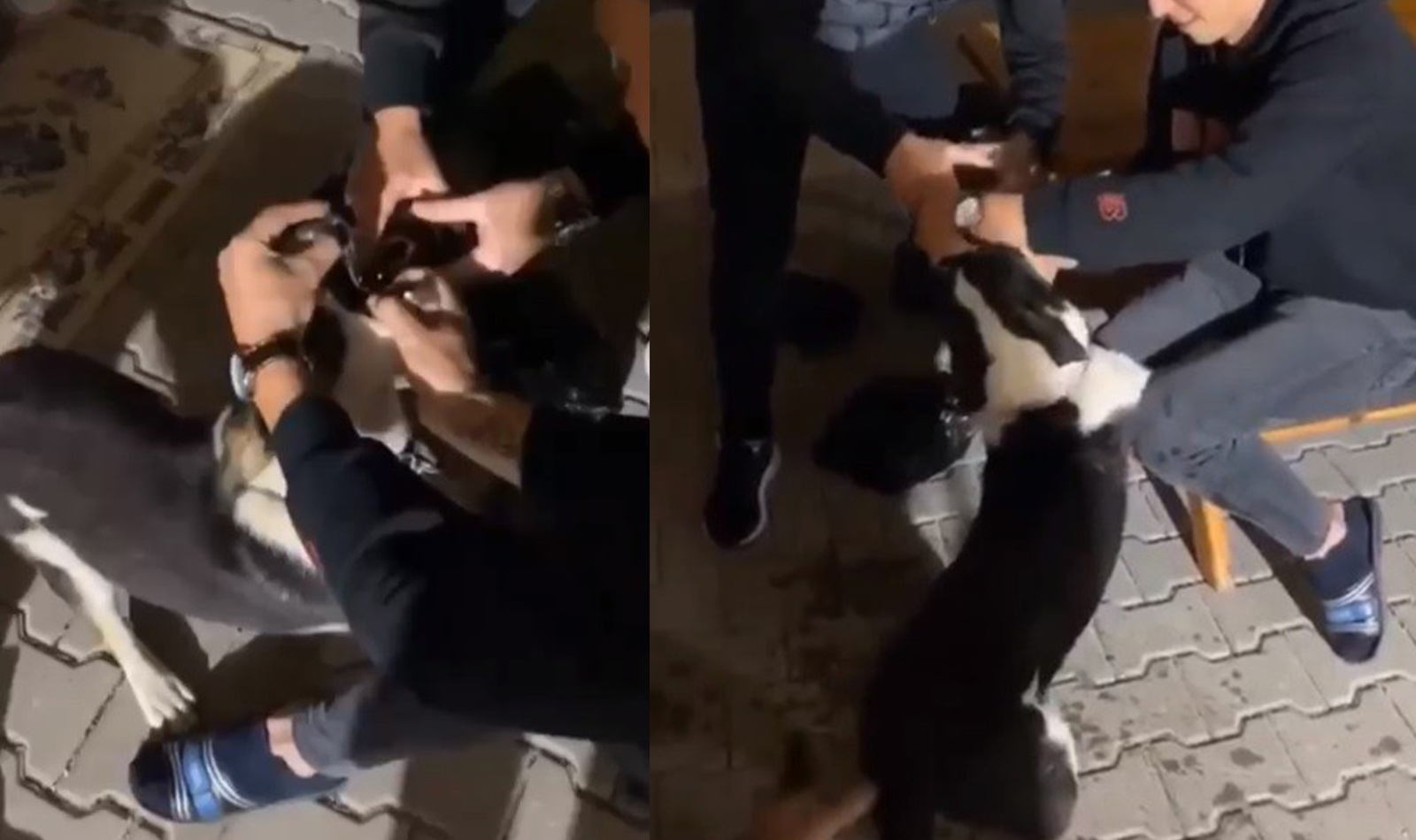 Bursa'da çıldırtan görüntü! Masum köpeğe alkol içirip videoya çektiler! 