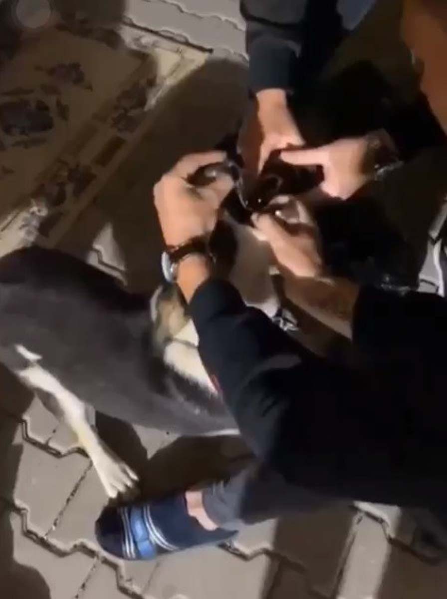 Bursa'da çıldırtan görüntü! Masum köpeğe alkol içirip videoya çektiler! 