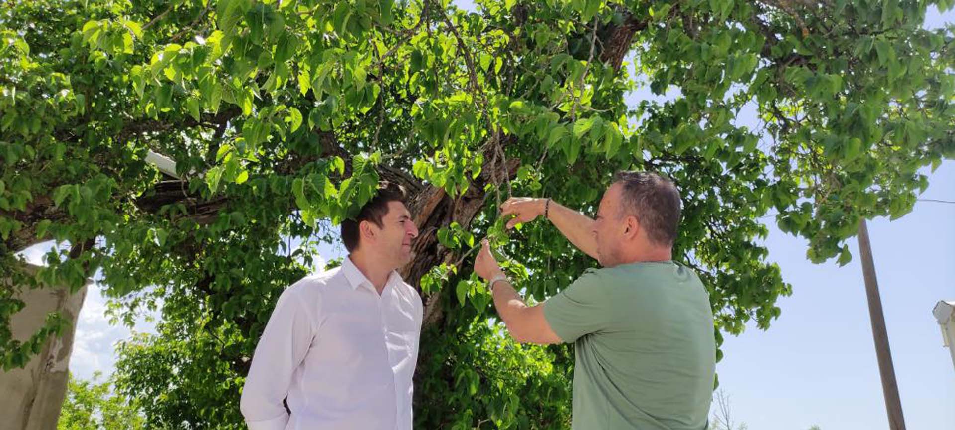 Bursa'daki dut ağacı tam bir şifa deposu! Ziyaretçiler akın akın geliyor