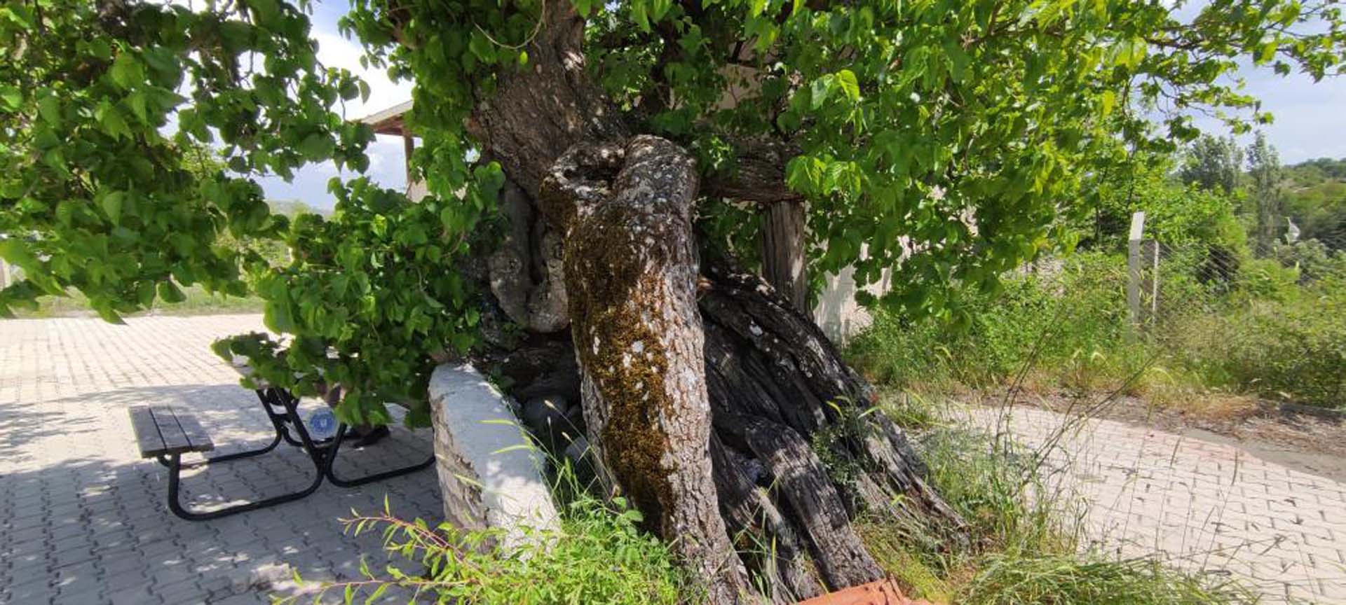 Bursa'daki dut ağacı tam bir şifa deposu! Ziyaretçiler akın akın geliyor