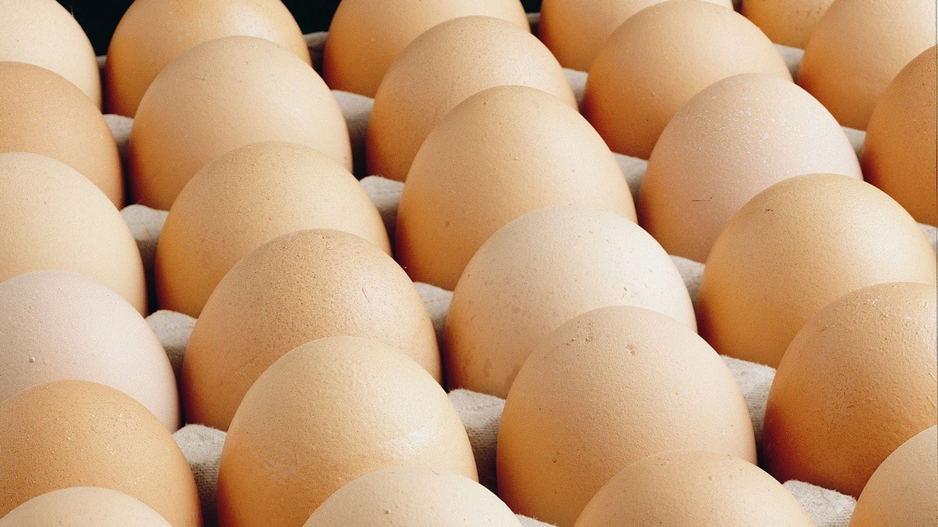 Yumurta üreticileri şokta! Rekabet Kurulu'ndan 17 şirkete soruşturma
