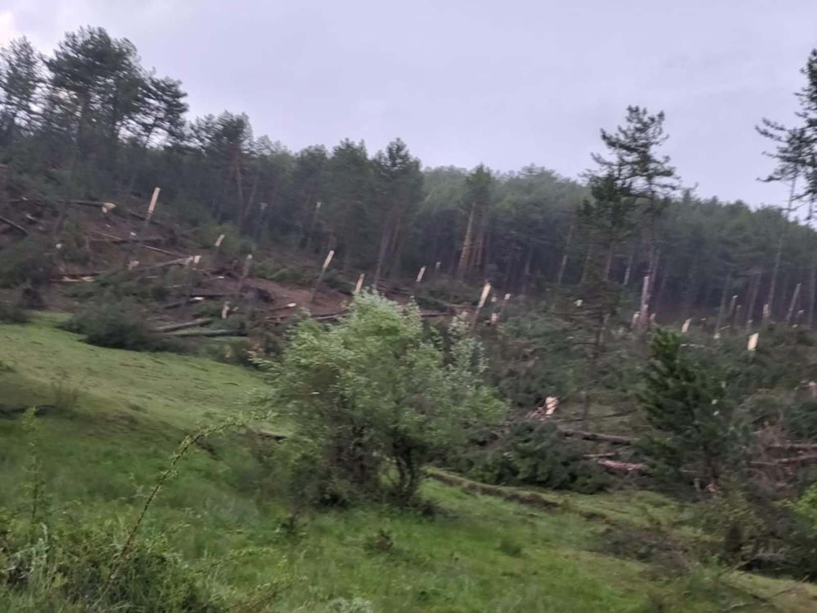 Kütahya'da hortum çıktı! Çam ağaçları köklerinden devrildi!