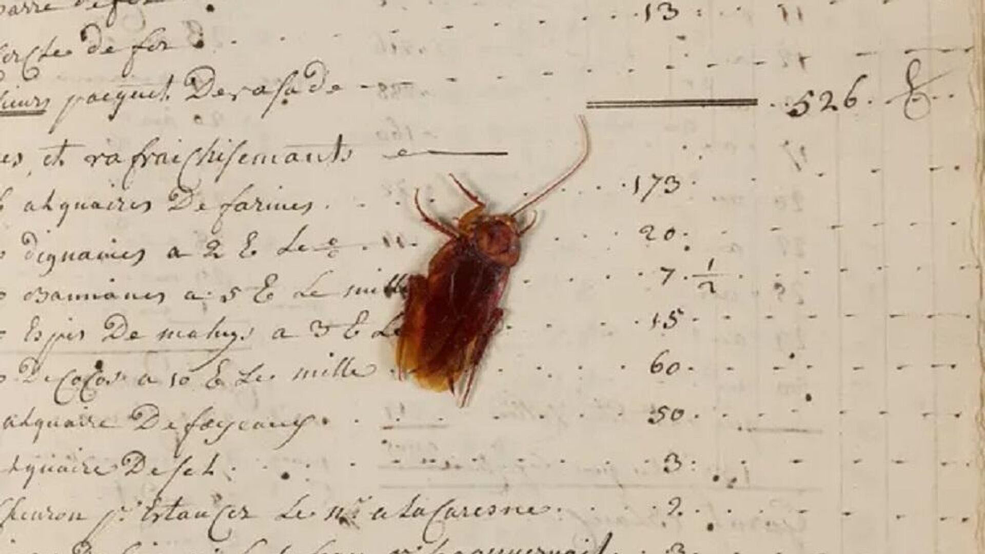 3 asırlık hamam böceği şaşkınlık yarattı! Devlet arşivlerindeki defterden çıktı!