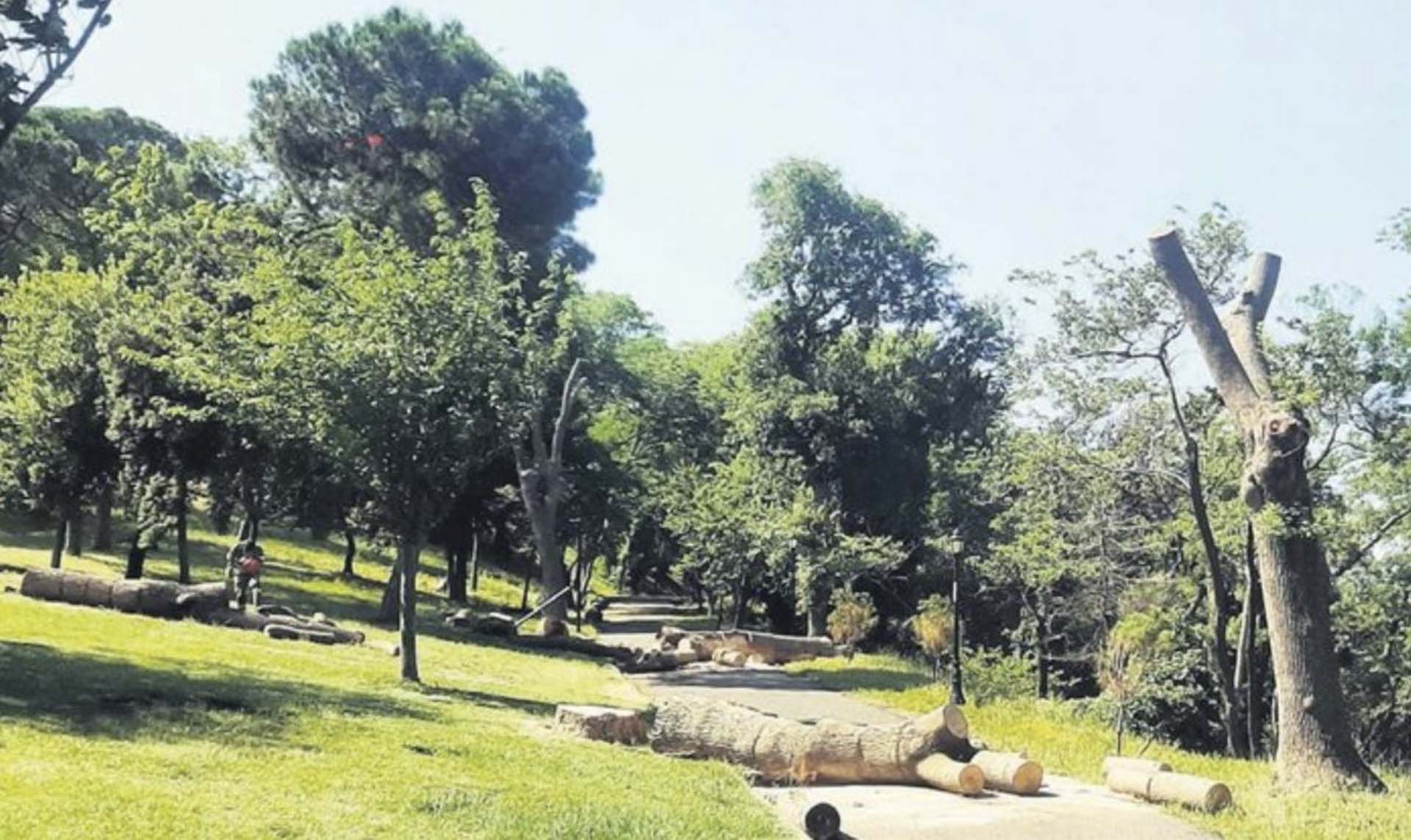 İBB, Emirgan Korusu'ndaki ağaçları izinsiz kesmiş! Orman Bölge Müdürlüğü harekete geçti, cezayı kesti 