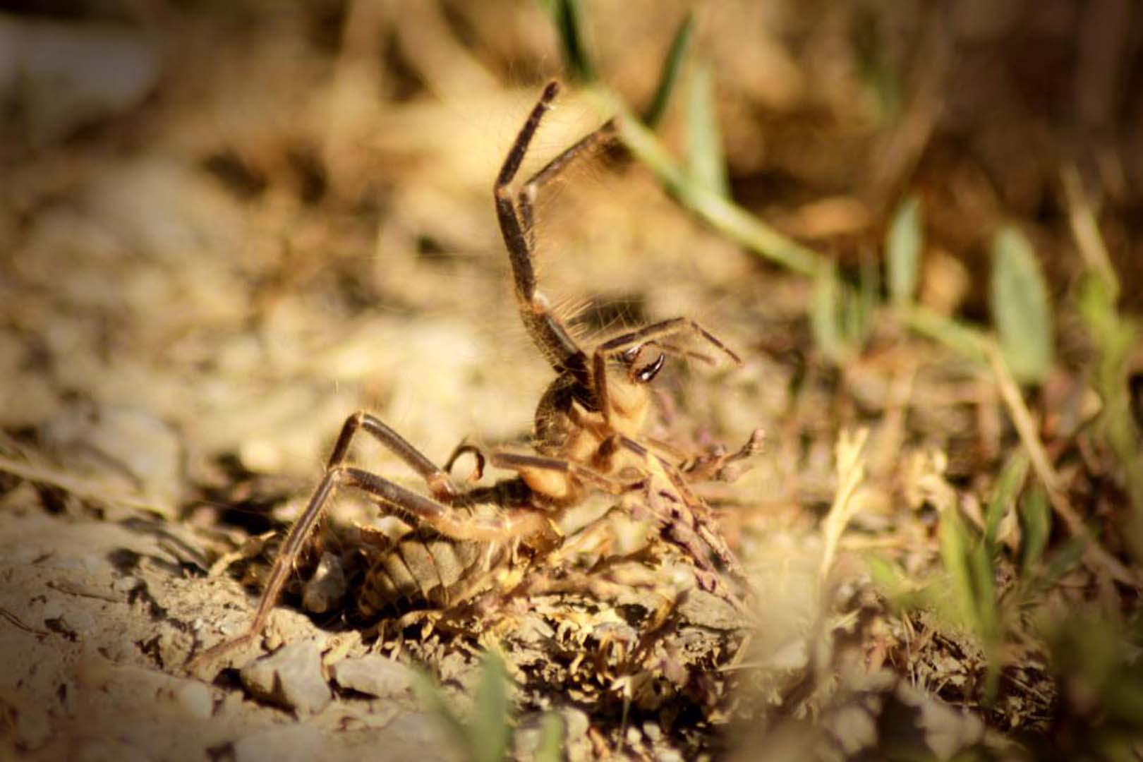 Hakkari'de görüntülendi! 'Sarıkız' isimli örümcek ölüm saçıyor!