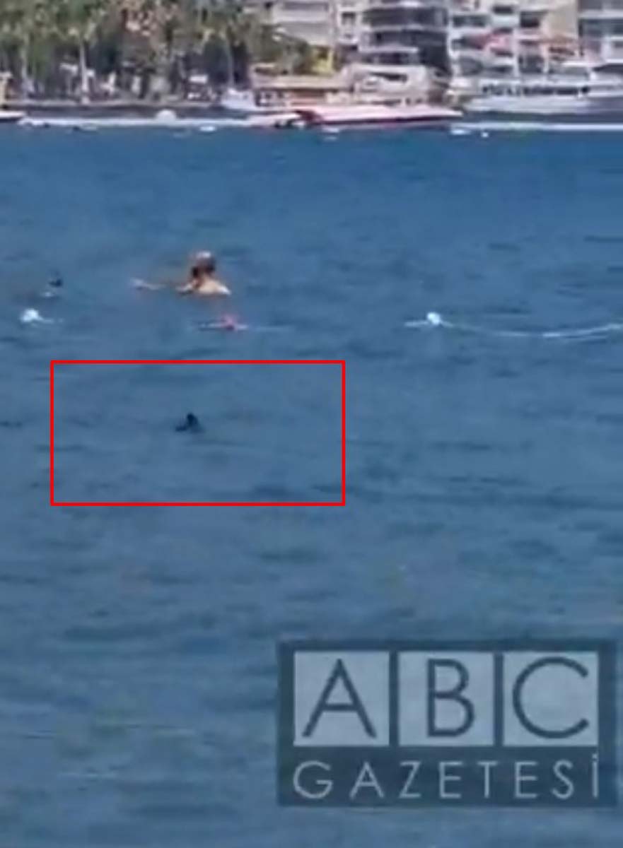 Muğla Marmaris'te köpek balığı paniği! Vatandaşlar köpek balığının başına pas pasla vurdu! O anların videosu viral oldu