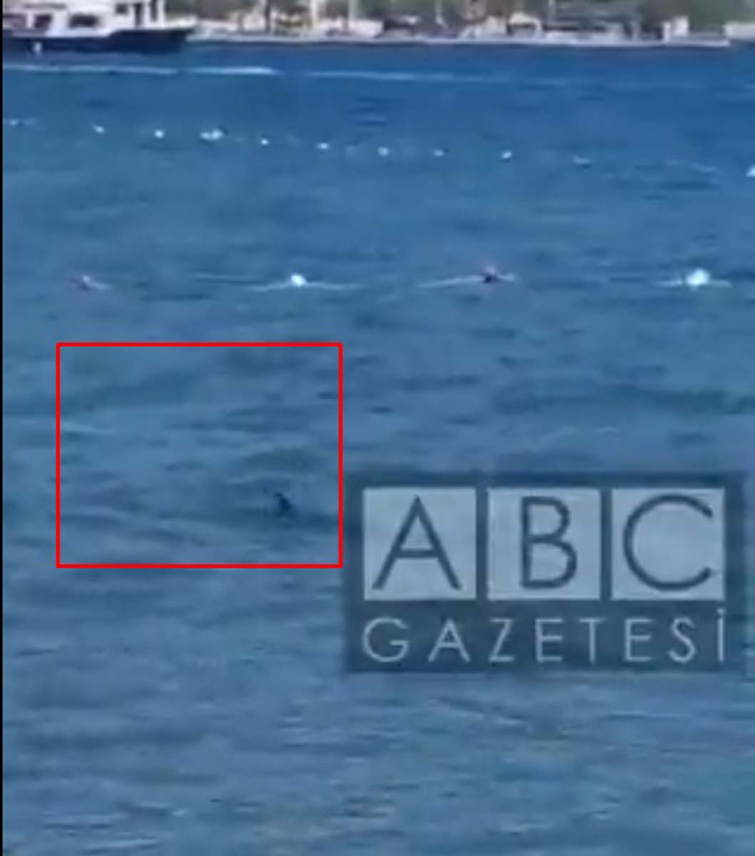 Muğla Marmaris'te köpek balığı paniği! Vatandaşlar köpek balığının başına pas pasla vurdu! O anların videosu viral oldu