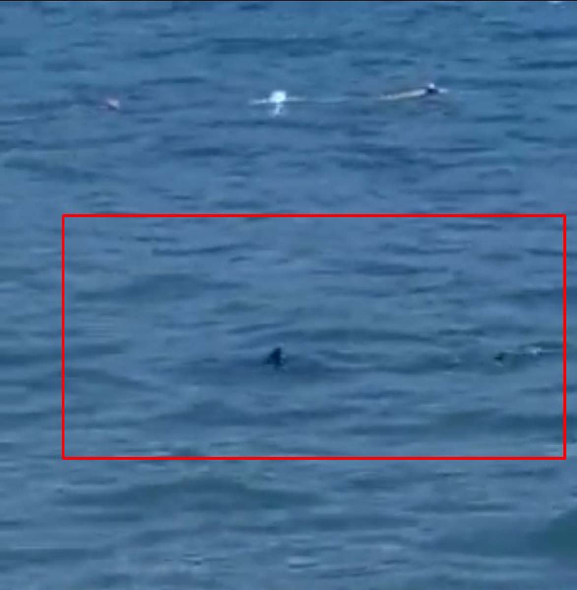 Muğla Marmaris'te köpek balığı paniği! Vatandaşlar köpek balığının başına pas pasla vurdu! O anların videosu viral oldu