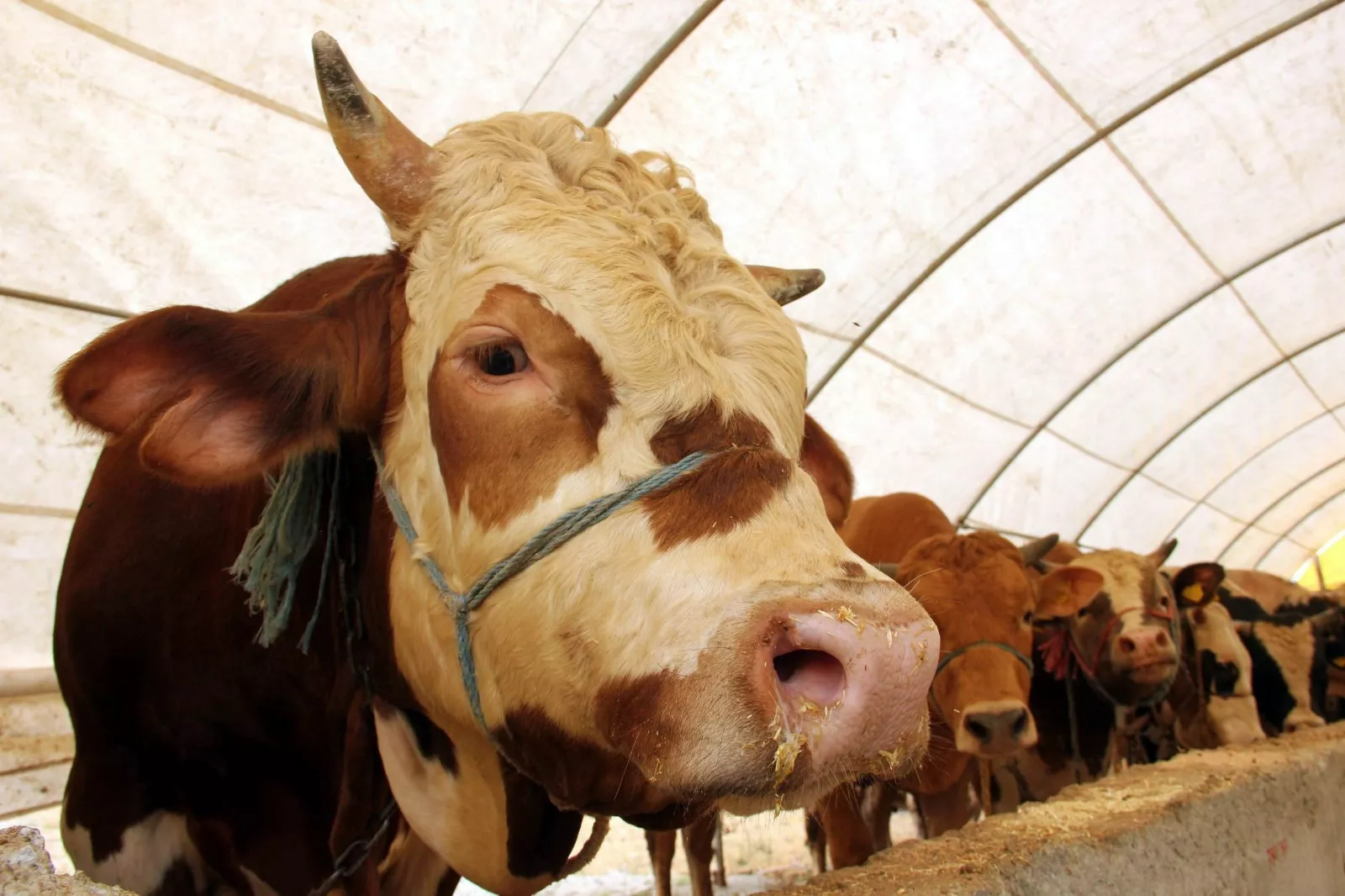 ŞOK kurbanlık fiyatları 2022 | ŞOK büyükbaş, küçükbaş kurbanlık hisse fiyatı ne kadar, kaç TL?