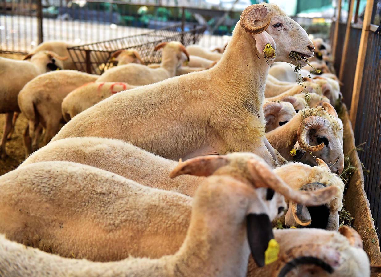 BİM kurbanlık fiyatları 2022 | BİM büyükbaş, küçükbaş kurbanlık fiyatı ne kadar, kaç TL?