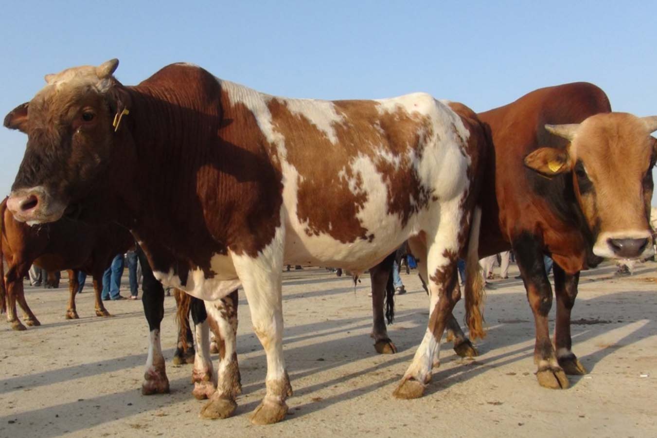 BİM kurbanlık fiyatları 2022 | BİM büyükbaş, küçükbaş kurbanlık fiyatı ne kadar, kaç TL?