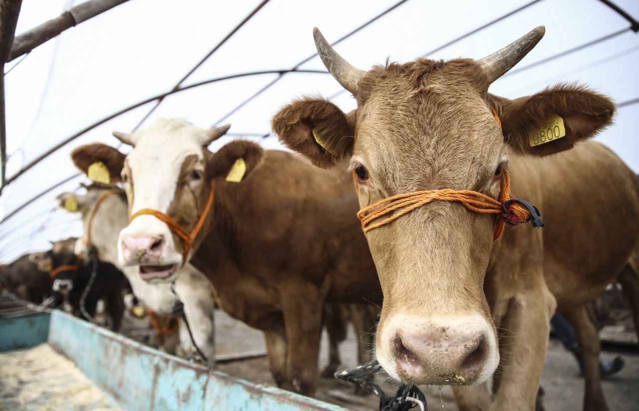 ŞOK kurbanlık fiyatları 2022 | ŞOK büyükbaş, küçükbaş kurbanlık hisse fiyatı ne kadar, kaç TL?