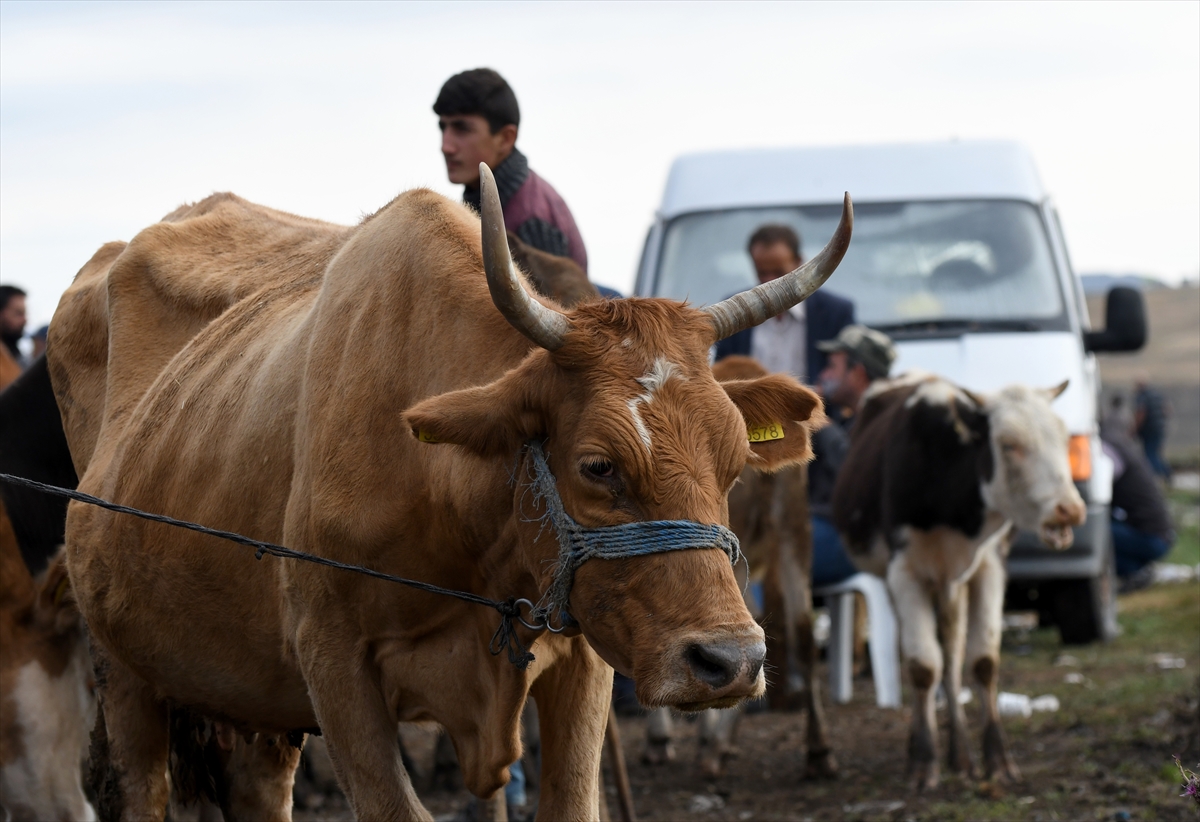 ŞOK kurbanlık fiyatları 2022 | ŞOK büyükbaş, küçükbaş kurbanlık hisse fiyatı ne kadar, kaç TL?