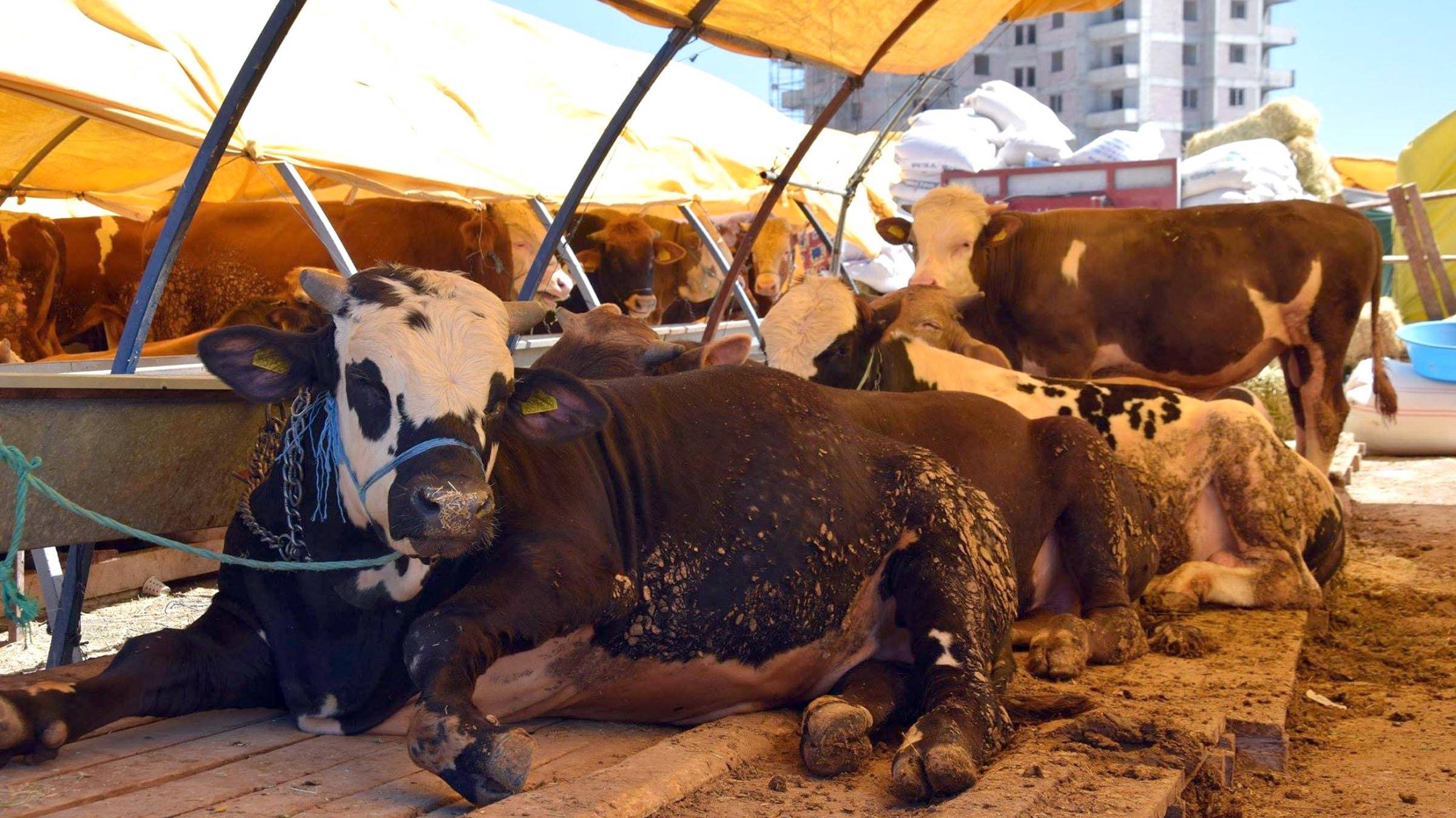 ŞOK kurbanlık fiyatları 2022 | ŞOK büyükbaş, küçükbaş kurbanlık hisse fiyatı ne kadar, kaç TL?