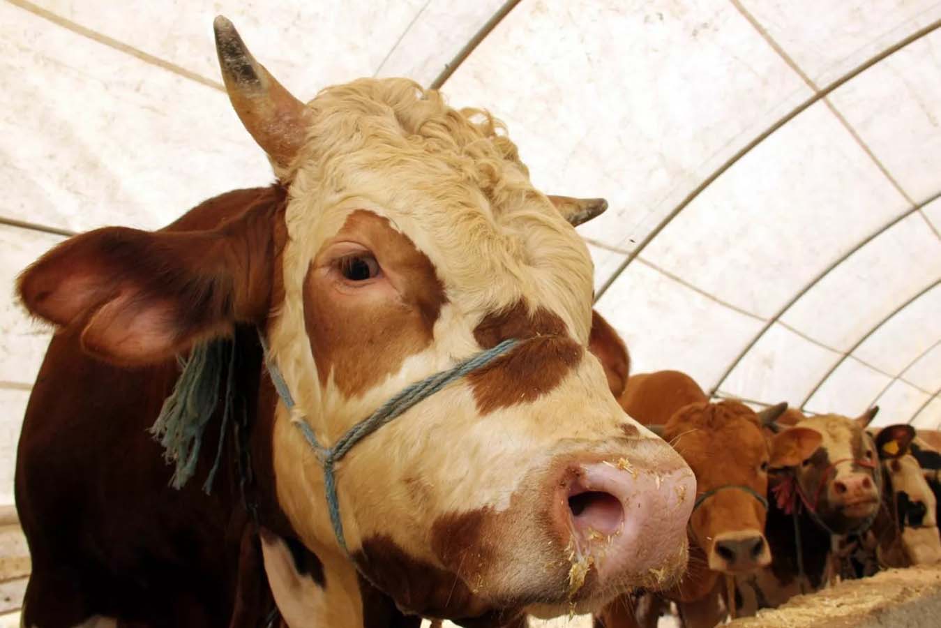 BİM kurbanlık fiyatları 2022 | BİM büyükbaş, küçükbaş kurbanlık fiyatı ne kadar, kaç TL?