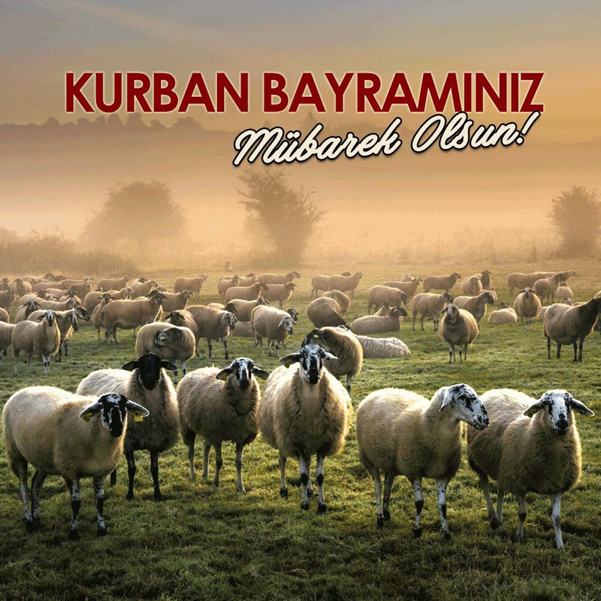 Kısa, öz, anlamı bayram mesajları | Kurban Bayramı resimli kutlama, tebrik mesajları 2022