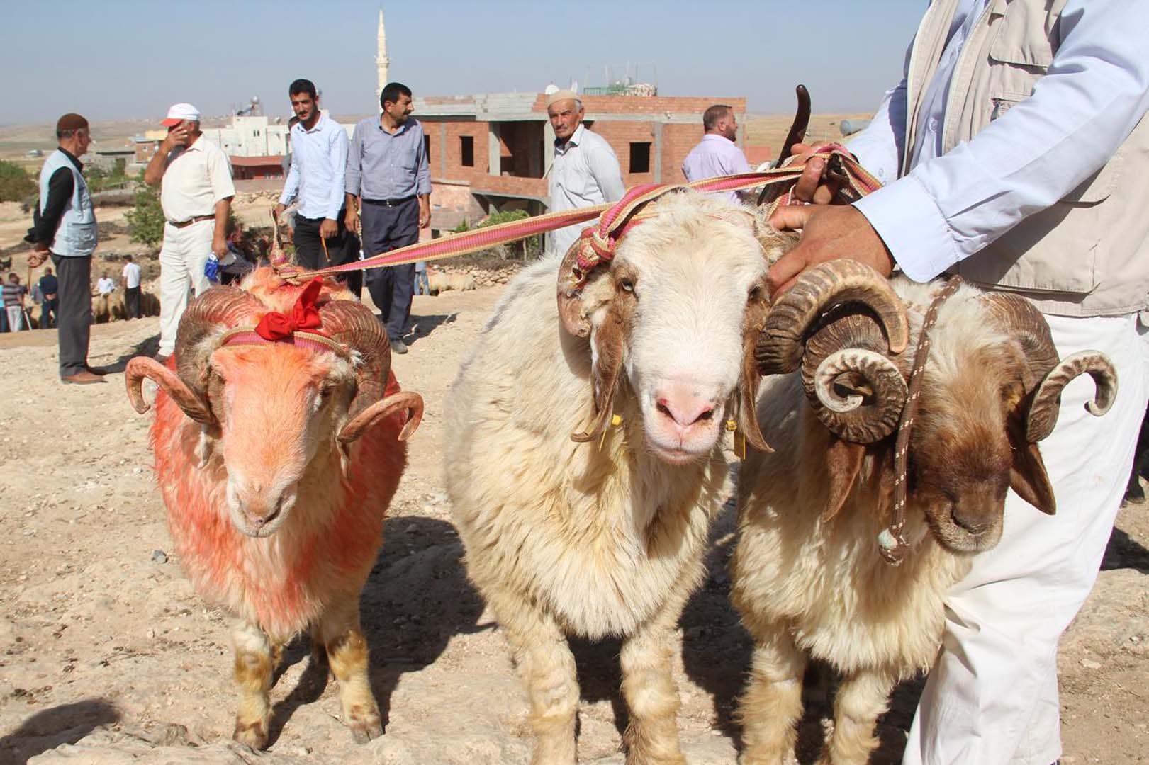Bu sefer aranan kurbanlık değil, hissedar! Emniyet ekipleri araöa çalışmaları başlattı!
