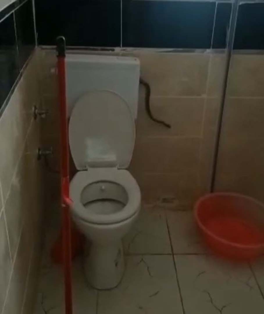 Yüzünü yıkamak isteyen adama şok! Banyoda 2 metre boyundaki yılanla karşılaştı!