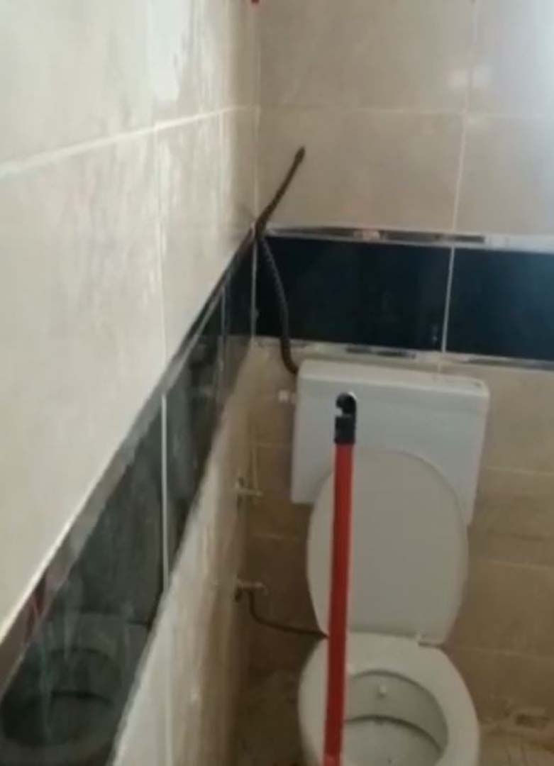 Yüzünü yıkamak isteyen adama şok! Banyoda 2 metre boyundaki yılanla karşılaştı!