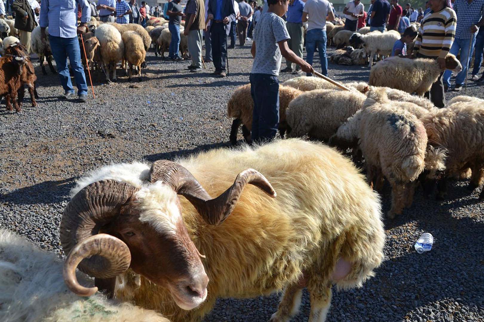 Bu sefer aranan kurbanlık değil, hissedar! Emniyet ekipleri araöa çalışmaları başlattı!