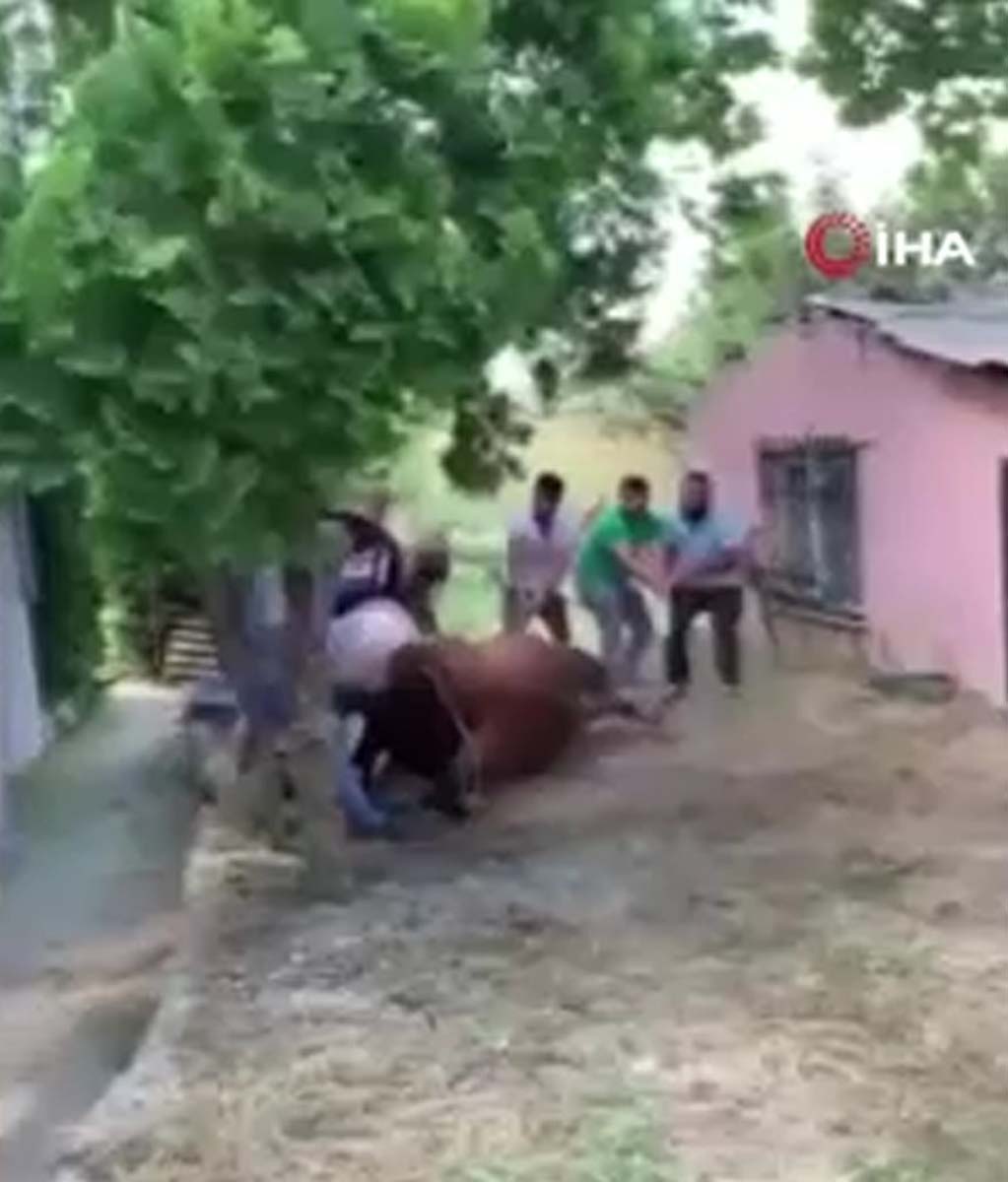 İstanbul Arnavutköy'de bilindik görüntü! Kurbanlık boğa 7 kişiyi birden savurdu! 