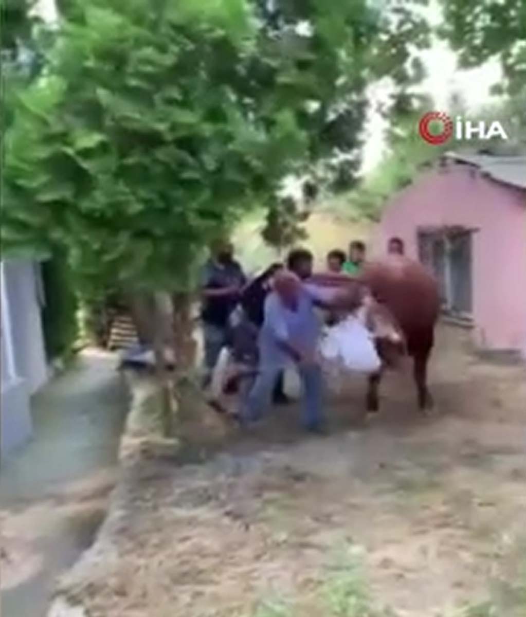 İstanbul Arnavutköy'de bilindik görüntü! Kurbanlık boğa 7 kişiyi birden savurdu! 