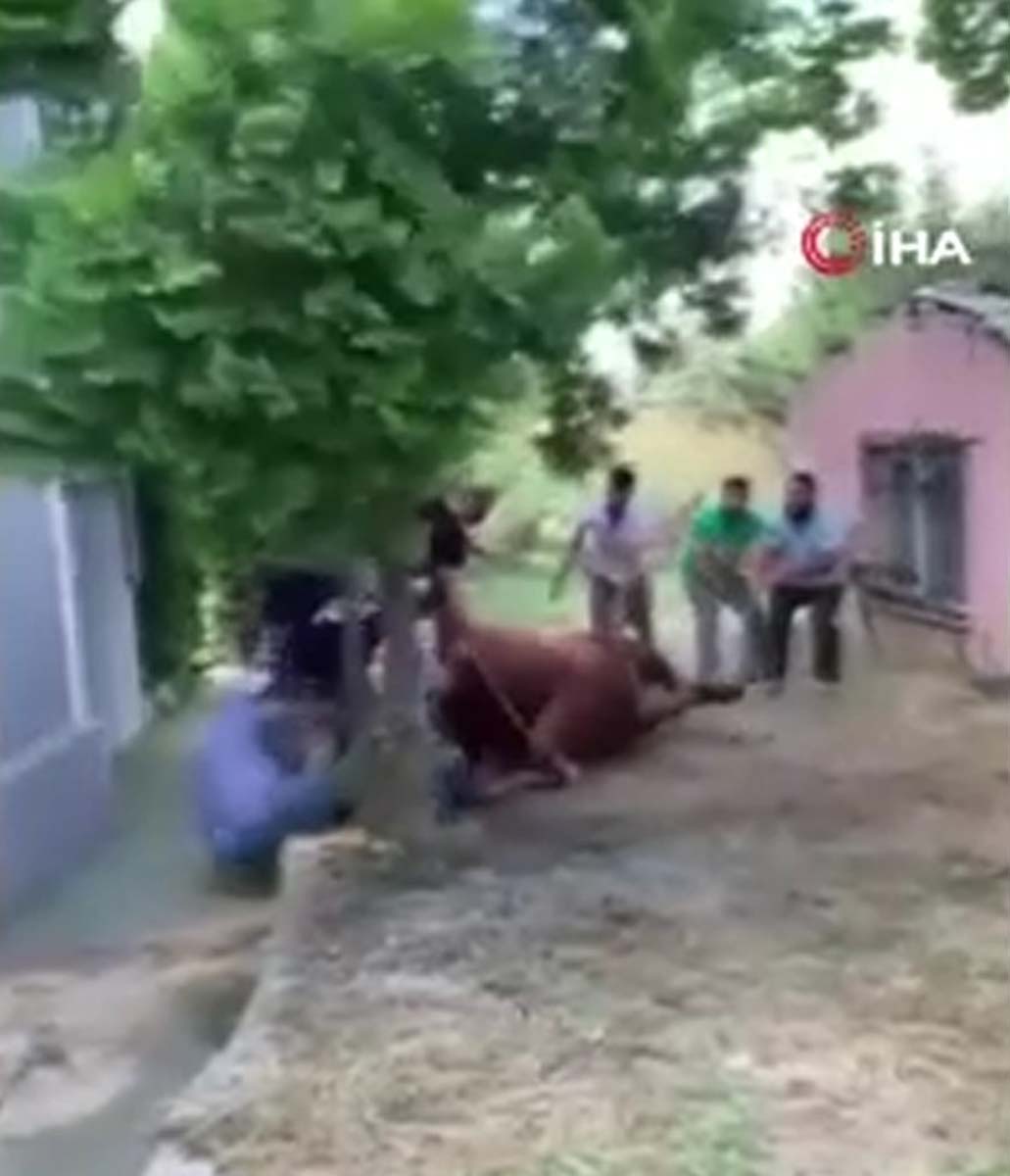 İstanbul Arnavutköy'de bilindik görüntü! Kurbanlık boğa 7 kişiyi birden savurdu! 