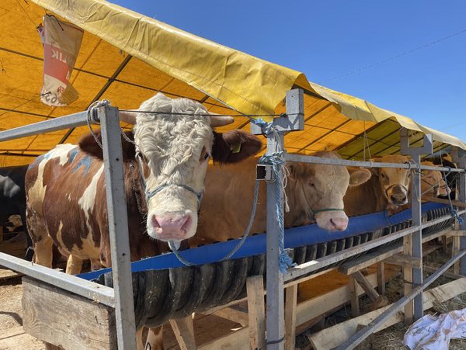 Son dakika... Et ve Süt Kurumu satılamayan kurbanlıkları satın alacak! Son tarihler duyuruldu!