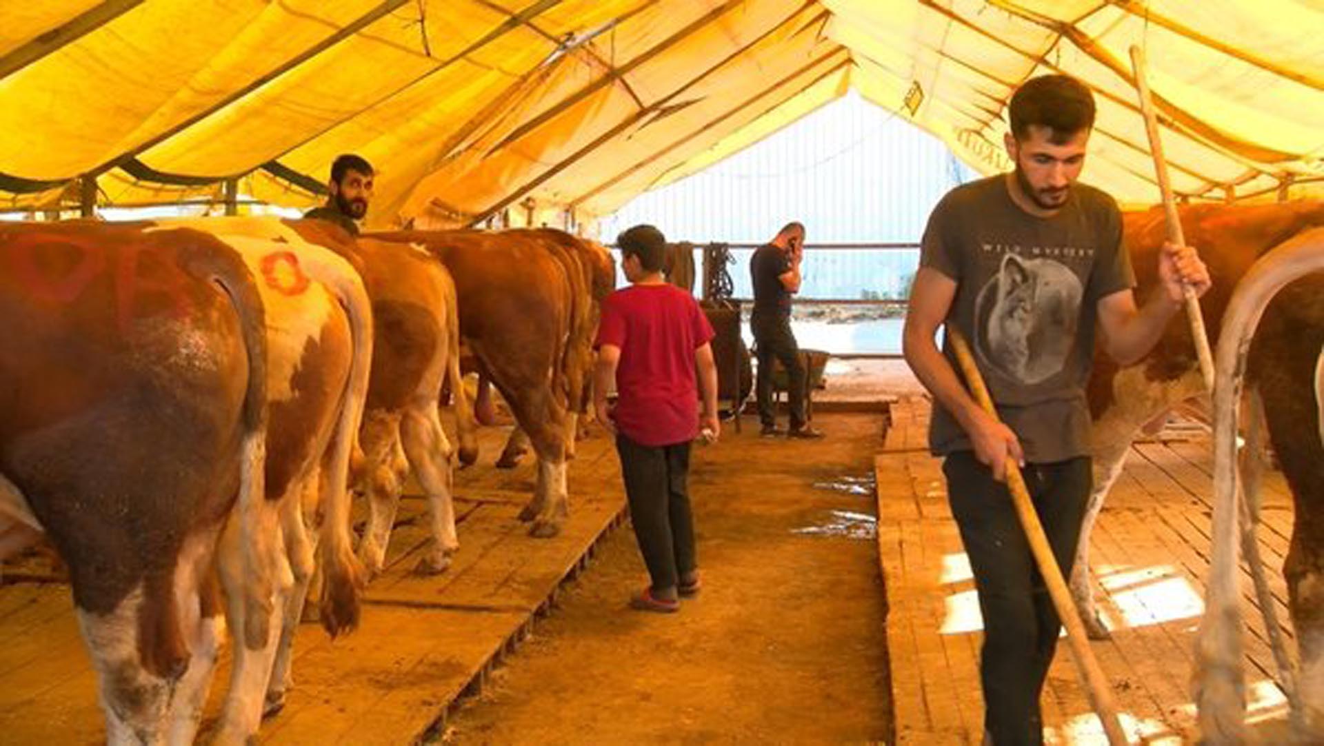 Son dakika... Et ve Süt Kurumu satılamayan kurbanlıkları satın alacak! Son tarihler duyuruldu!