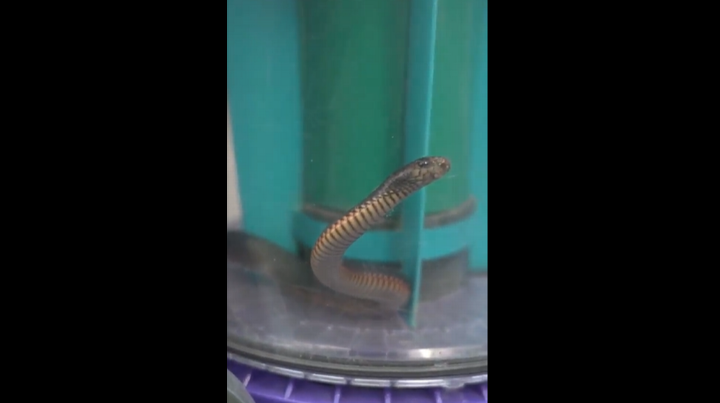 Kırmızı karınlı kara yılan süpürge makinesiyle çekildi! İzlediklerinize inanamayacaksınız!