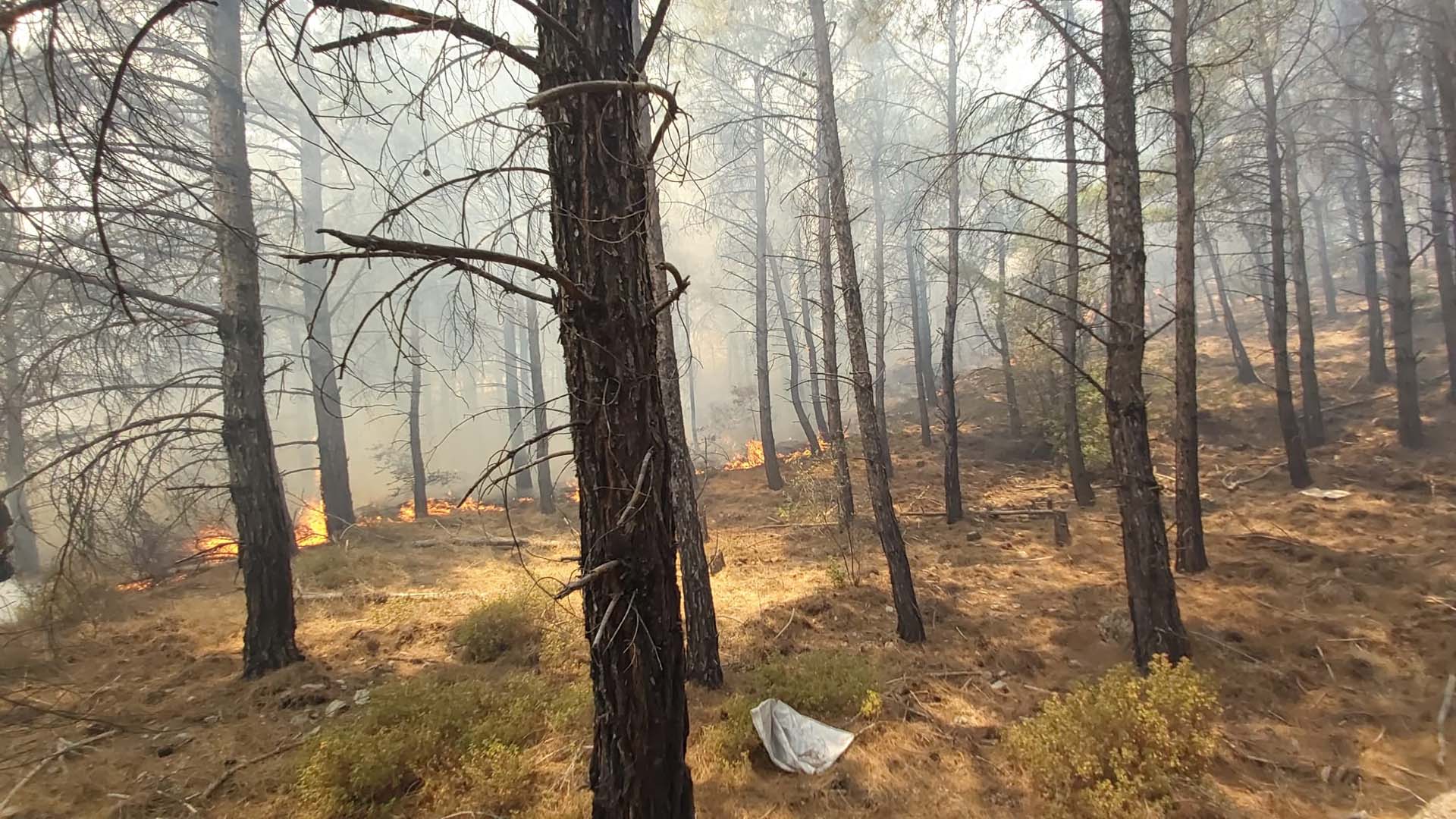 Muğla Datça'da orman yangını! Ekiplerin müdahalesi sürüyor! Valilikten açıklama geldi