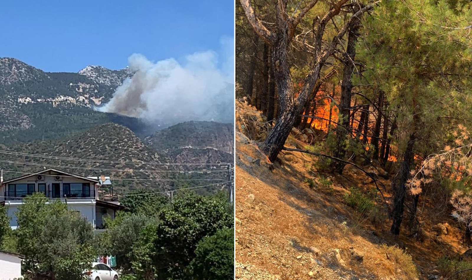 Muğla Datça'da orman yangını! Ekiplerin müdahalesi sürüyor 