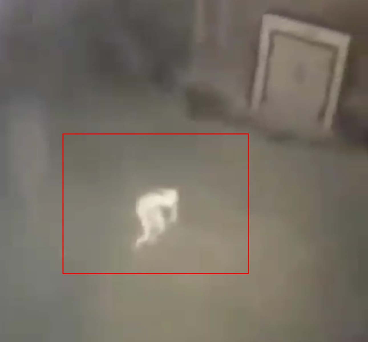 Tüyler ürperten görüntü! Şeffaf gizemli yaratık korku yarattı! Yüzüklerin Efendisi'nden Gollum'a benziyor