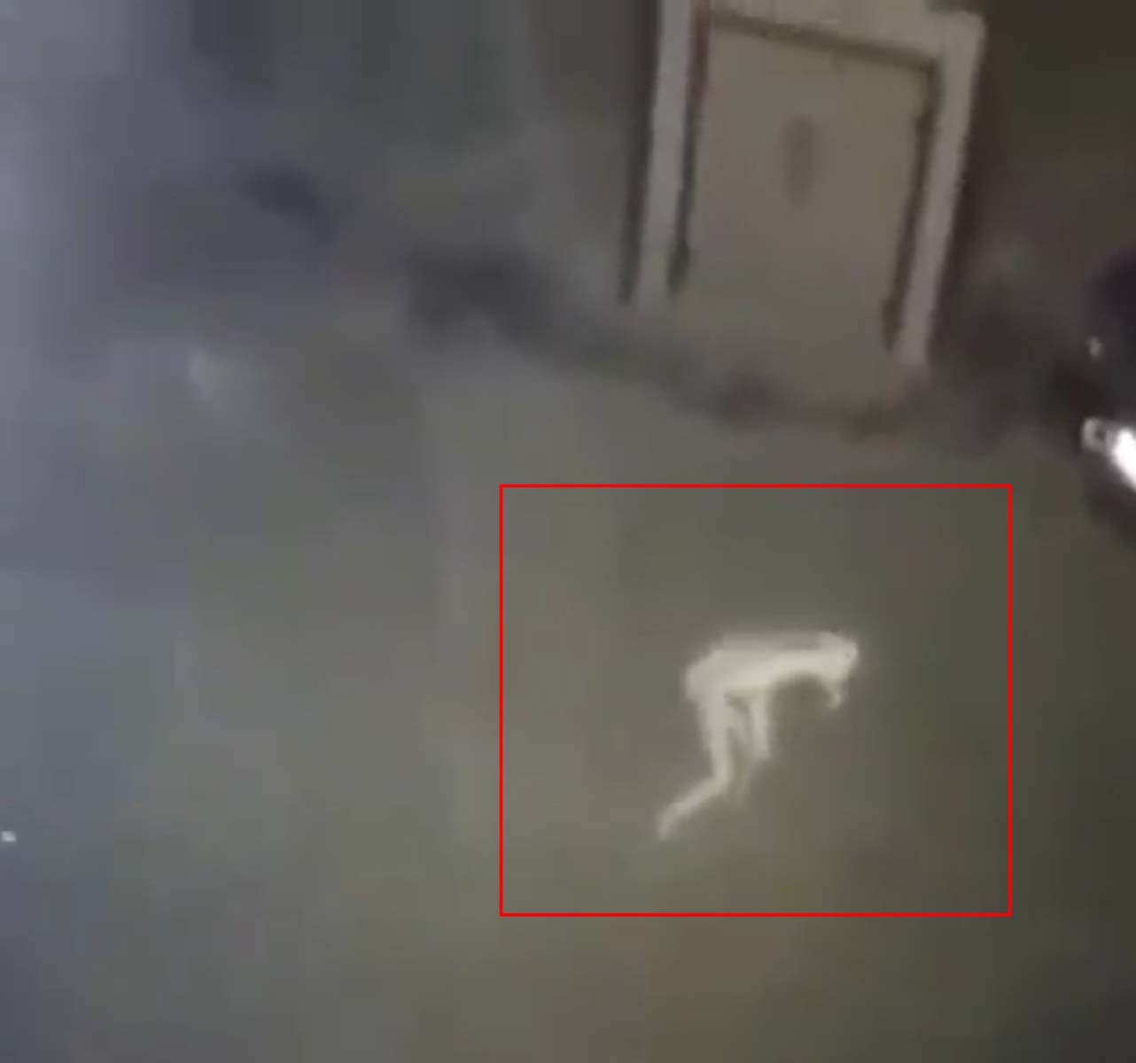 Tüyler ürperten görüntü! Şeffaf gizemli yaratık korku yarattı! Yüzüklerin Efendisi'nden Gollum'a benziyor