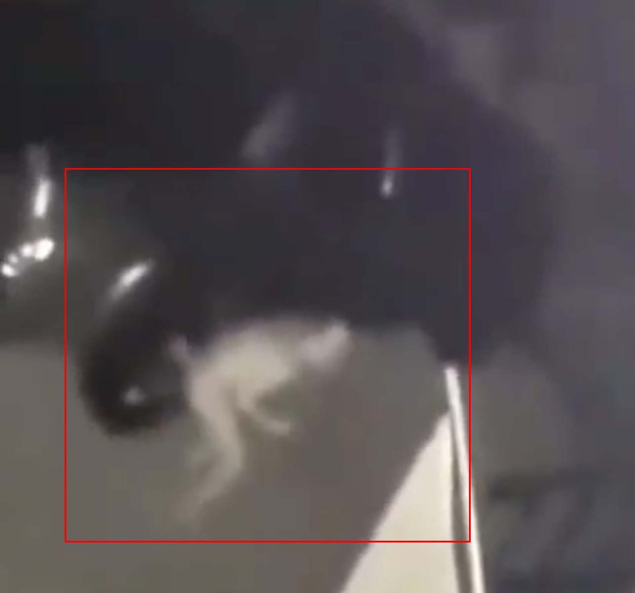 Tüyler ürperten görüntü! Şeffaf gizemli yaratık korku yarattı! Yüzüklerin Efendisi'nden Gollum'a benziyor