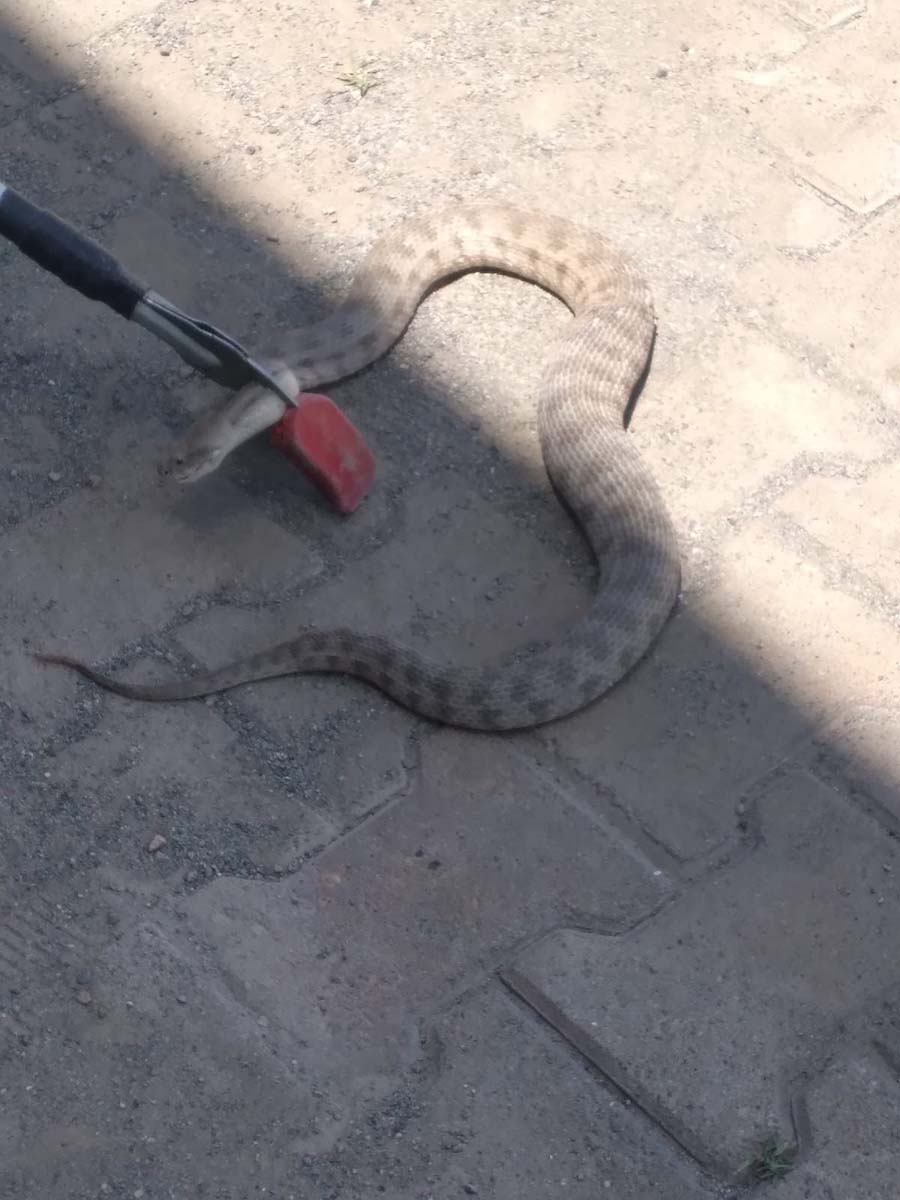 Türkiye'nin en zehirlisi engerek yılanı işyerine girdi! Uzmanlar vatandaşları uyardı! 