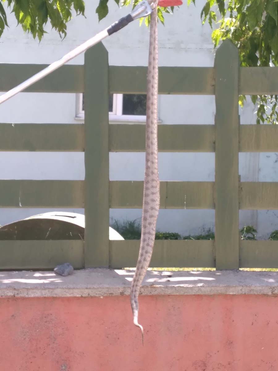 Türkiye'nin en zehirlisi engerek yılanı işyerine girdi! Uzmanlar vatandaşları uyardı! 